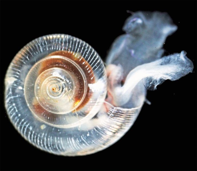 Die Schale dieser Pteropoda („Flügelschnecke“), einer Meeresschneckenart, wurde durch versauertes Ozeanwasser beschädigt. Dies zeigt sich an den von innen nach außen verlaufenden Linien.  (© National Oceanic and Atmospheric Administration NOAA )