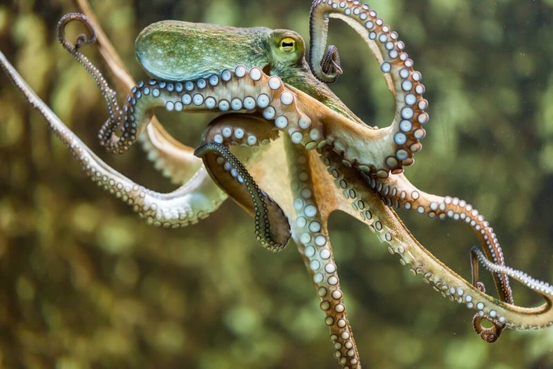 Das intelligente Rückstossprinzip der Oktopoden stand den Forschern des Fraunhofer-Instituts beim Entwickeln des Unterwasserantriebs Pate. (© jarek106 - Fotolia)