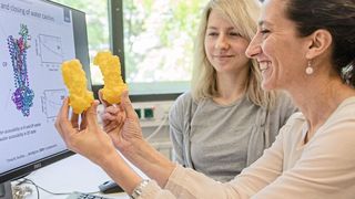 Enrica Bordignon (vorn) und Svetlana Kucher mit einem Modell des Transportproteins, das sie untersucht haben (RUB, Marquard)