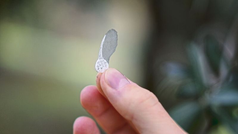 Vorbild aus der Natur: Das aerodynamische Design der Umweltsonsoren ist Ahornsamen nachempfunden. Die 3D-gedruckten Sensoren verteilen sich nach einem Abwurf aus der Luft so besser in der Umgebung.(Bild:  IIT)