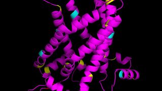 An der 3-D Struktur des Proteins UCP1 können Bindungsstellen für Moleküle gefunden werden. (Bild: Elena Pohl / Vetmeduni Vienna)