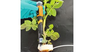 Abb.1: Messung des pH-Wertes mit WTW IDS-Funksensoren bei einer Kartoffelpflanze (Bayer AG)