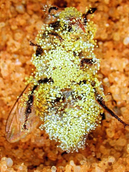 Verschimmelte Biene: Eine Honigbiene, die weder von einem Bienenwolfweibchen einbalsamiert noch mit Stickoxiden behandelt wurde ist nach drei Tagen vollständig verschimmelt. (© Gudrun Herzner)