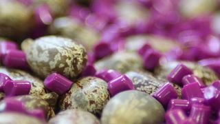 Die Basis für das biobasierte Polyamid Vestamid Terra wird aus den Bohnen der Rizinuspflanze gewonnen. (Bild: Evonik)