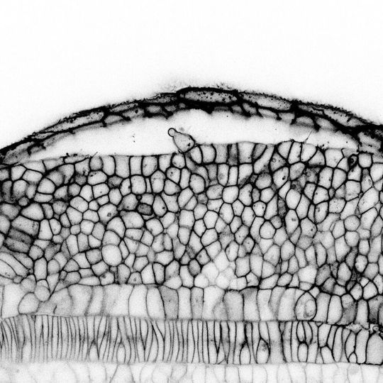Konfokales Bild des präsomitischen Mesoderms eines Zebrafisch-Embryos. Zu sehen sind N-Cadherin-Adhäsionsmoleküle (schwarz). Dies zeigt die Zellgrenzen. Konfokales Bild des präsomitischen Mesoderms eines Zebrafisch-Embryos. Zu sehen sind N-Cadherin-Adhäsionsmoleküle (schwarz). Dies zeigt die Zellgrenzen.