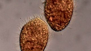 Das räuberische Wimperntierchen Tetrahymena thermophila ernährt sich von Bakterien.  (© L. Becks)