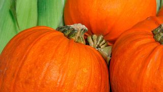 Zweifachverwertung im Haushalt: Dekomaterial, das sich auch noch essen lässt. Unternehmen dürfen ihre ungenutzten Lizenzen nicht verrotten lassen.  (gemeinfrei: Pixabay)