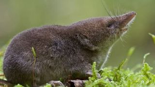 Waldspitzmaus. Der Energiebedarf der winzigen Säuger ist so hoch, dass sie bereits nach wenigen Stunden ohne Nahrung verhungern. (© MPI f. Ornithologie/ J. Lazaro)