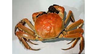 Crab shells, like the one pictured here, could be “upcycled” to help make new battery materials. (Source: Adapted from ACS Omega, 2023)