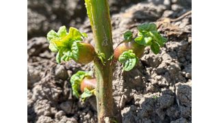 Mit SBR-Erreger infizierte Kartoffeln bilden sogenannte Luftknollen aus. (Bild: E. Therhaag/JKI)