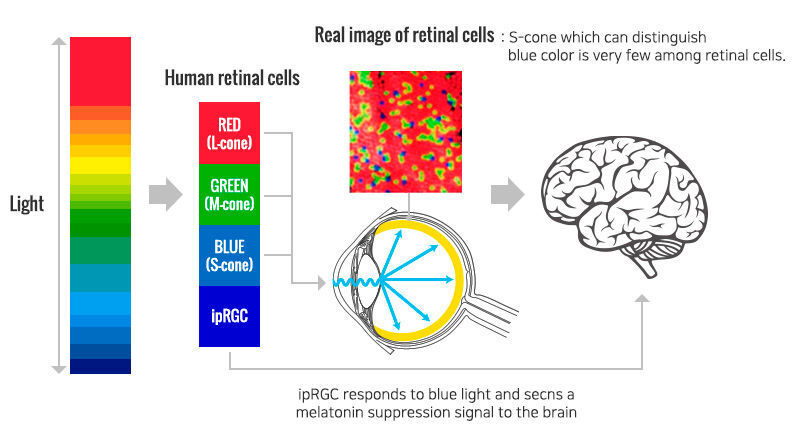 Das Spektrum des Lichts von den Netzhautzellen des menschlichen Auges über die roten, blauen und grünen Zapfen ausgewertet. Zu viel blaues Licht kann die Retinazellen überstrapazieren.  (Seoul Semiconductor)