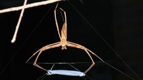 Die australische Kescherspinnen-Art, mit der in dieser Studie gearbeitet wurde, hält ihr dehnbares und reißfestes Fangnetz bereit. (Bild: Dr. Greg Anderson, Universität Greifswald)