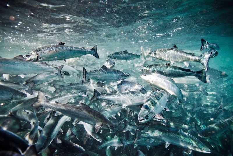 Atlantic salmon (salmo salar) in aquafarm. (© DSM)