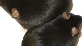 Dick und gesund: Mäuse, bei denen das Enzym HO-1 ausgeschaltet wird, nehmen zwar zu wie ihre Artgenossen mit dem Enzym. Sie bleiben aber gesund und leben genau so lange wie normalgewichtige Tiere. (Bild: MPI f. Immunbiologie und Epigenetik/ K. Gossens)