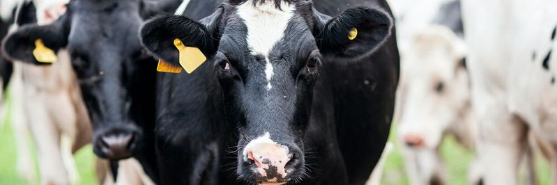 Trackinggerät sind auch im Bereich der Nutztierhaltung etabliert und durch eine genaue Datenerfassung können damit Daten über die Vorlieben der Tiere gesammelt werden.(Bild:  gemeinfrei // Unsplash)