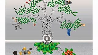 Alle Lebewesen stehen evolutionär in einem Zusammenhang. Die Analyse der Proteome von 100 verschiedenen Organismen aus allen Lebensdomänen liefert eine Vielzahl von neuen molekularen Informationen. (Bild: Johannes B. Müller, MPI für Biochemie)