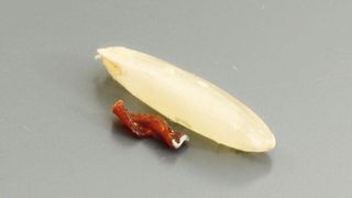 Der Mikroroboter ist 3 mm lang und 1,2 mm im Durchmesser und ist damit kleiner als ein Reiskorn. Er wurde 3D-gedruckt und magnetisch beschichtet. (Anna Bakenecker)