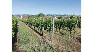 Abb.1: Versuchsweinberg in Geisenheim (Rheingau). In den dort angelegten Parzellen wurden Reben unter kontrollierten Bedingungen entweder über die Blätter oder über den Boden mit Phosphonat behandelt. Die Proben dienten als Grundlage zur Entwicklung des Blatt-Stiel-Index. (Bild: S. Otto)