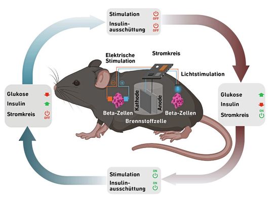Schema der Energiegewinnung und Insulinkontrolle: Wenn der Blutzuckerspiegel steigt, wird der Stromkreis aktiviert und mit der erzeugten Energie die Insulinproduktion angeregt.(Bild:  Schema: aus Maity D, et al, Adv. Mater. 2023 / ETH Zürich)