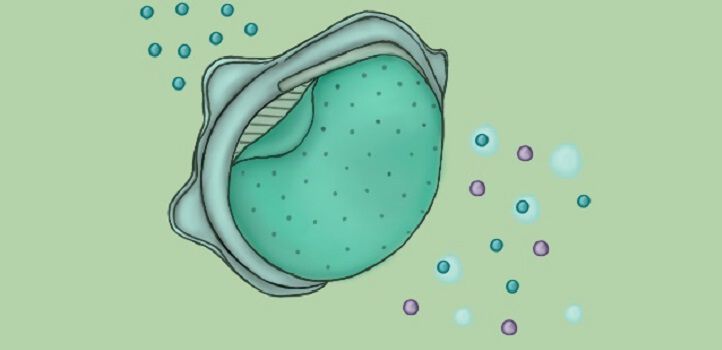 The pores in the the polymeric membrane can be as small as 5 nanometers in diameter, preventing the passage of tiny particulate matter, including viruses. (Reproduced with permission from reference 1 © 2020 American Chemical Society)