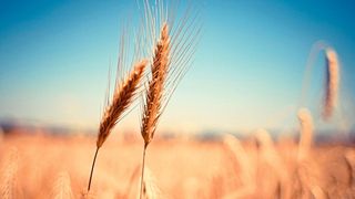 Spermidin ist eine natürliche Substanz, die u. a. in Weizenkeimen besonders viel enthalten ist. Forscher aus Graz, Berlin und Innsbruck haben nun gezeigt, dass die Substanz auch die Gedächtnisleistung verbessert. (Bild: gemeinfrei, picjumbo_com)