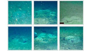 Nests of the yellowfin notie (Lindbergichthys nudifrons). Each nest would have been guarded by a parent fish, protecting their eggs from predators. This remarkable organization is thought to be a survival strategy.

Some are singular, bottom right, some are in curves, centre top, and others in clusters, top left. All have been cleared of the carpet of phytoplankton detritus that covers surrounding areas – seen starkly in the centre top picture. (Source: Weddell Sea Expedition 2019)