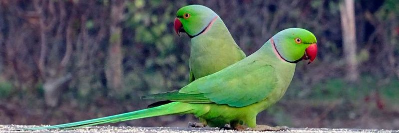 (Bild:  Pixabay, CC0 Public Domain)