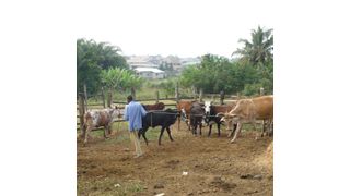 Rinderhaltung in Ghana: Neun von 106 untersuchten Tieren waren mit den neu entdeckten Viren infiziert. (Bild: Robert Wollny/Uni Bonn)