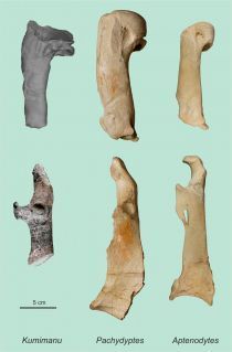 Der Oberarmknochen (Humerus, oben) und ein Schultergürtel-Knochen (Coracoid, unten) des 
paläozänen Riesenpinguins Kumimanu biceae im Vergleich mit den entsprechenden Knochen eines der größten bisher bekannten fossilen Pinguine (Pachydyptes ponderosus aus dem Eozän Neuseelands), sowie eines Kaiserpinguins (Aptendodytes forsteri). 
 (© Senckenberg)