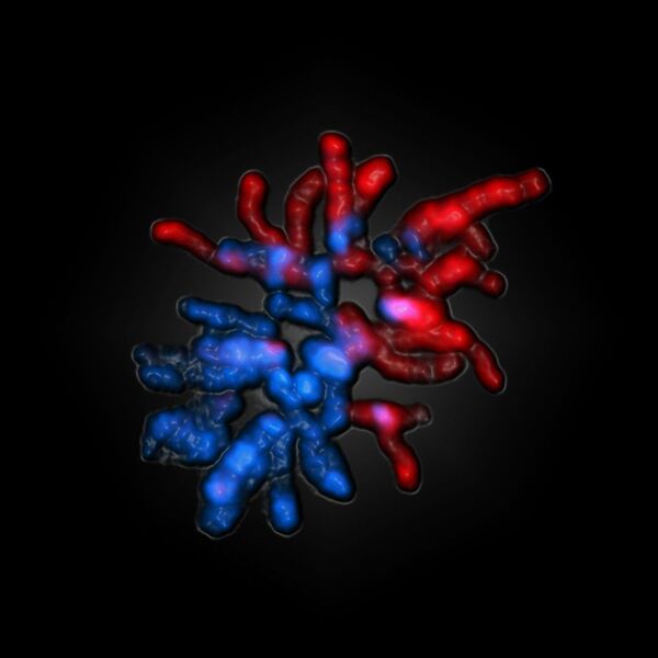 ... Die väterlichen Chromosomen erscheinen komplett rot – ihre epigenetischen Markierungen wurden bereits vollständig umprogrammiert. Das mütterliche Erbmaterial (blau dargestellt) ist vor diesem Prozess geschützt.  (Bild: Jörn Walter/Uni Saarland)