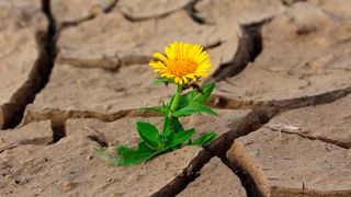 Dürre Hoffnung: Unerwartet hohe Nachfragen und zu geringe Produktionskapazitäten führen dazu, dass die aktuelle Knappheit bei ICs und anderen Produkten noch bis ins kommende Jahr anhält. Ab dem zweiten Quartal 2022 soll es besser werden, prognostiziert Analyst Gartner. (Bild: gemeinfrei)