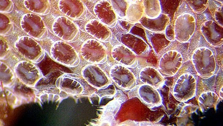 Lebende Moostierchen (Bild: Electra pilosa) aus der Ostsee(Bild:  UHH/Ernst)