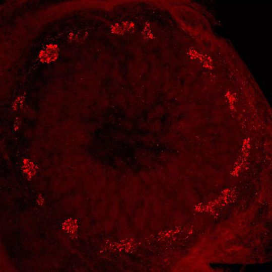 Die Querschnittaufnahme des Antennallobus zeigt die ringförmige glomeruläre Anordnung in der äußeren Region des Antennallobus einer Wanderheuschrecke (Locusta migratoria). Die Region empfängt Input von Geruchssinneszellen, die auf das Kannibalismus-Stopp-Pheromon Phenylacetonitril (PAN) reagieren, das die Forschenden um Bill Hansson in einer 2023 in Science veröffentlichten Studie erstmals beschrieben. Fluoreszenzmikroskopische Aufnahme mittel mCherry-Immunfärbung.(Bild:  © Xingcong Jiang und Veit Grabe, Max-Planck-Institut für chemische Ökologie)
