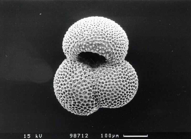 Beispiel einer Foraminifere (Tebke Böschen, GEOMAR Helmholtz Centre for Ocean Research Kiel)