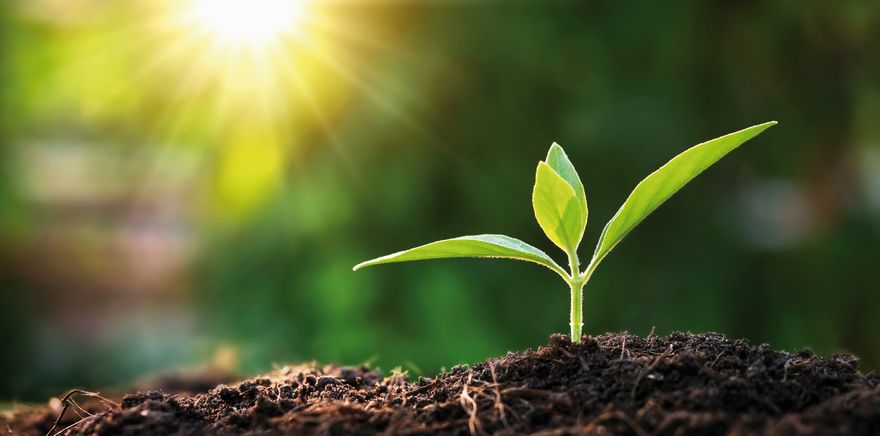 gdd-theme-small-tree-image-1-150dpi-rgb (Glen Dimplex Deutschland GmbH)