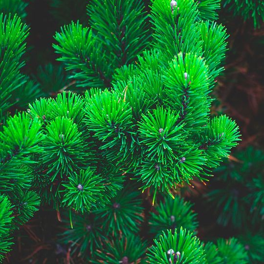 Conifer communication can be substantially altered by air pollution. Conifer communication can be substantially altered by air pollution.
