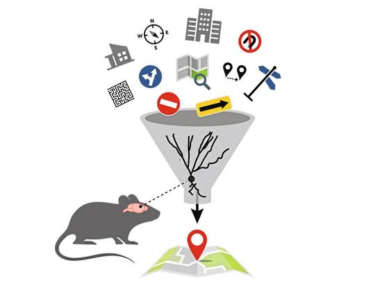 Türsteher des Gehirns: Körnerzellen filtern Informationen, um das Navigationssystem in unserem Kopf nicht zu überlasten. Dies legen Versuche mit Mausmodellen nahe. Türsteher des Gehirns: Körnerzellen filtern Informationen, um das Navigationssystem in unserem Kopf nicht zu überlasten. Dies legen Versuche mit Mausmodellen nahe.