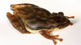 Der zwischen 33 und 38 Millimeter große Frosch hat keine natürlichen Freßfeinde auf den Inseln. (Bild: Senckenberg/Ernst)