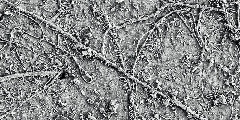 Nach wenigen Wochen im Boden besiedelten bereits zahlreiche Mikroorganismen die Oberfläche der PBAT-Folie und hatten mit dem biologischen Abbau des Polymers begonnen. (ETH Zürich / Gruppe Umweltchemie)