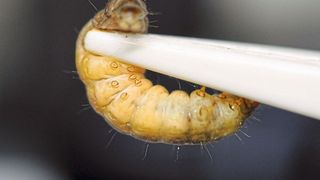 Raupe der Wachsmotte Galleria Melonella (Bild: Fraunhofer LBF)