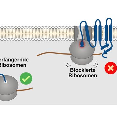 Segmente von Proteinen, die Lipidmembranen durchspannen, sind sehr hydrophob. Diese Segmente neigen dazu, ungewollte Interaktionen mit Komponenten der Proteinsynthesemaschinerie einzugehen, wodurch die Ribosomen steckenbleiben. In der Folge wird das unvollständige Protein schnell eliminiert.  (Bild: Trentini/Uni Köln)