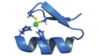 Struktur eines so genannten Zinkfingerproteins – Proteine sind aus Aminosäuren aufgebaute Makromoleküle und Grundbaustein aller tierischen und pflanzlichen Zellen.  (Bild: de.academic.ru)