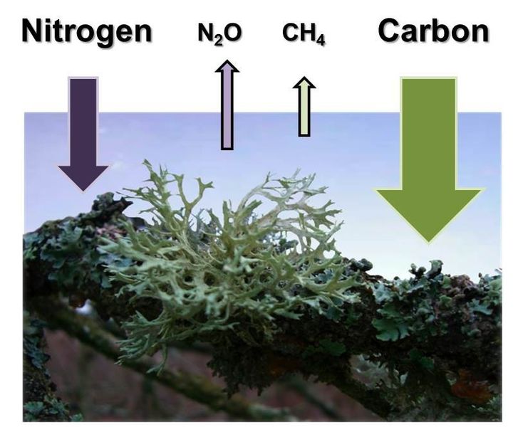 Flechten, Moose und Cyanobakterien nehmen große Mengen Kohlendioxid (CO2) und teilweise auch Stickstoff (N2) aus der Atmosphäre auf und geben Lachgas (N2O) und geringe Mengen Methan (CH4) wieder ab. (Foto: Dr. Karl-Heinz Kaupe, Grafik: MPI für Chemie)