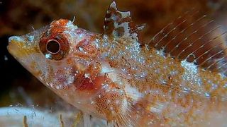 Der Gelbe Spitzkopf-Schleimfisch (Tripterygion delaisi) zeigt einen blauen Augenblitz.  (Nico K. Michiels)