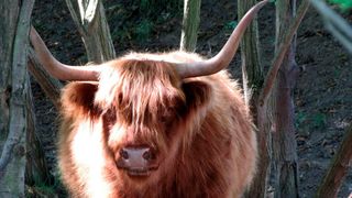 „Longhorn“ bezeichnet mehere Rinderarten; es gibt schottische Langhörner, wie hier das Hochlandrind auf dem Bild, texanische, englische ....  (DomenicBlair auf Pixabay)