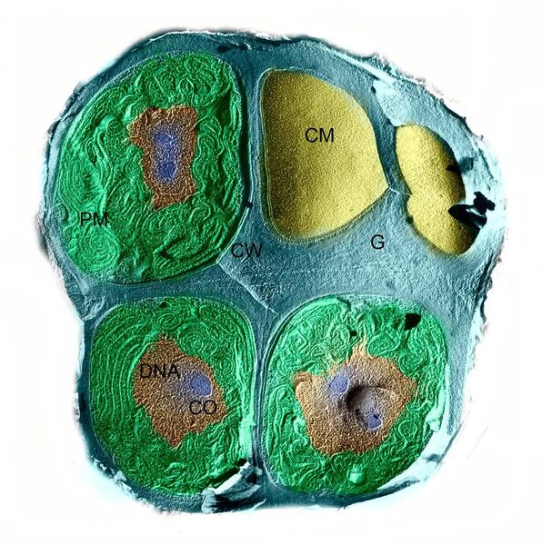Gefrierbruch und Ätzung durch eine Blaugrüne Felskugel Chroococcidiopsis nach den ersten beiden Teilungsrunden zur Vermehrung. Die neuen Zellen stehen stets im rechten Winkel zueinander, im oberen Teil hat eine Zelle (rechts) bereits eine weitere Teilung durchlaufen. Aufgenommen mit einem Transmissionselektronenmikroskop und zur Illustration eingefärbt. (G (grau) = Gallerthülle, DNA = Bereich in dem die ringförmige Erbsubstanz dicht verflochten liegt, PM (grün) = Photosynthesemembranen, CM (gelb) = Zytoplasmamembran, CO (blau) = Karboxysom, mit dem die Blaugrüne Felskugel Kohlenstoffdioxid bindet, CW = Zellwand) (Burkhard Büdel, TU Kaiserslautern)
