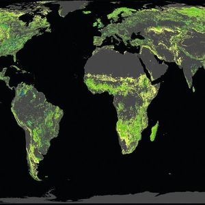 (Crowther Lab / ETH Zürich)
