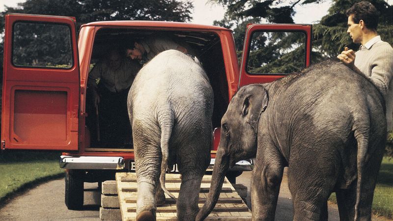 Wie transportiert man einen Elefanten? Als der Londoner Zoo 1965 mit dem Transport von zwei Elefantenbabys konfrontiert waren, griffen die Pfleger zu ihrem Transit, um die Arbeit zu erledigen. (Bild: Ford AG)