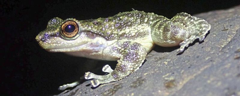  Säbelzahnfrösche (Odontobatrachidae) wurden erst 2014 als eigenständige Familie beschrieben, im 21. Jahrhundert ein sehr seltener Vorgang. Zuvor wurden die Frösche einer zentralafrikanischen Familie zugeordnet.(Bild:  Marvin Schäfer)