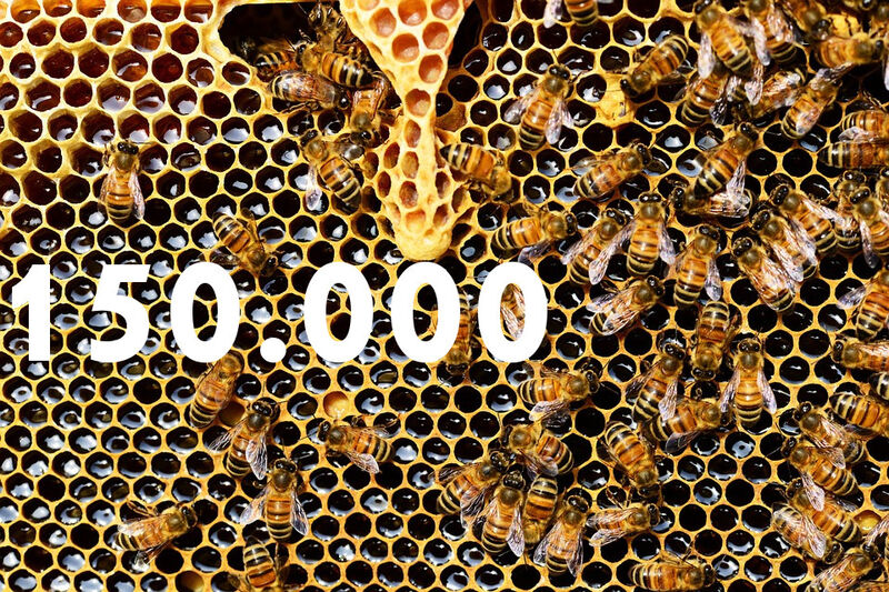 Bienen hat der Automatisierer Lenze im Zuge seiner neuen Nachhaltigkeitsstrategie auf seinem Firmengelände angesiedelt. Mit ihrer Bestäubungsleistung unterstützen die Bienen nicht nur andere Insekten, sondern auch die heimische Landwirtschaft.  (gemeinfrei)